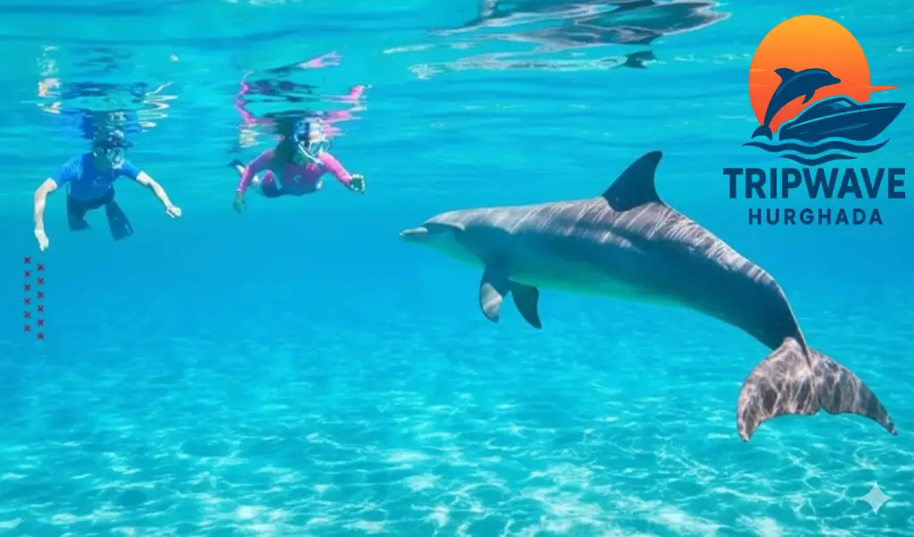 Swim alongside wild dolphins at Dolphin House – a magical snorkeling trip in the Red Sea's best dolphin spot.